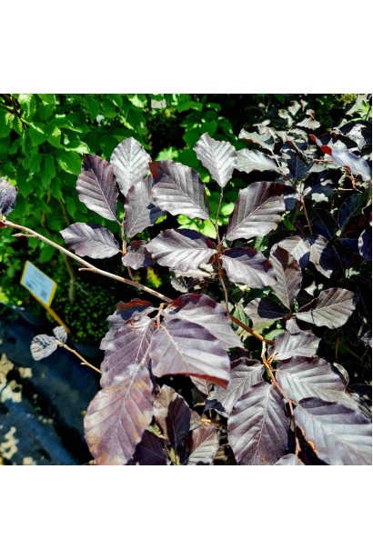 Бук лісовий Атропуніцеа Пурпуреа 